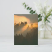 Redwood-Bäume in Küstennebel, Marin-Landkreis, Postkarte (Stehend Vorderseite)