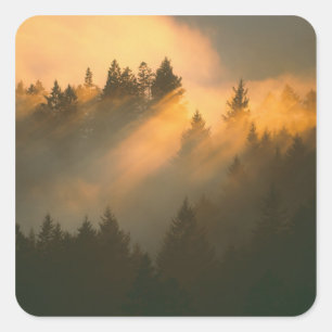 Redwood-Bäume in Küstennebel, Marin-Landkreis, Quadratischer Aufkleber