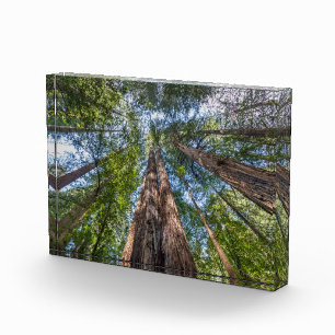 Redwood-Bäume Marin County, Kalifornien Fotoblock