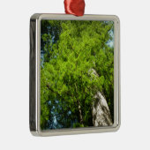 Redwood Boughs im Redwood National Park Ornament Aus Metall (Rechts)