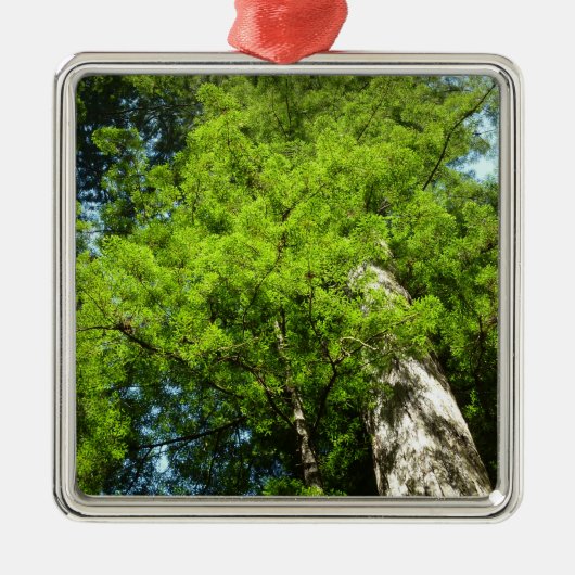 Redwood Boughs im Redwood National Park Ornament Aus Metall (Vorne)