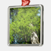 Redwood Boughs im Redwood National Park Ornament Aus Metall (Links)