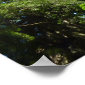 Redwood Boughs im Redwood National Park Poster (Ecke)