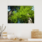 Redwood Boughs im Redwood National Park Poster (Küche)