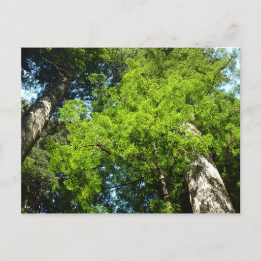 Redwood Boughs im Redwood National Park Postkarte (Vorderseite)