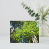 Redwood Boughs im Redwood National Park Postkarte (Stehend Vorderseite)