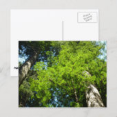 Redwood Boughs im Redwood National Park Postkarte (Vorne/Hinten)