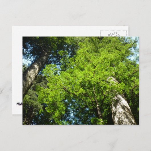 Redwood Boughs im Redwood National Park Postkarte (Vorne/Hinten)