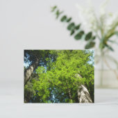 Redwood Boughs im Redwood National Park Postkarte (Stehend Vorderseite)