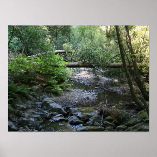 "Redwood Creek", Muir Woods Poster (Vorne)