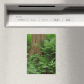 Redwood & Ferns-Magnet Magnet (In Situ (Geschirrspüler))