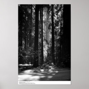 Redwood Forest, Founder's Grove, 1966 Poster