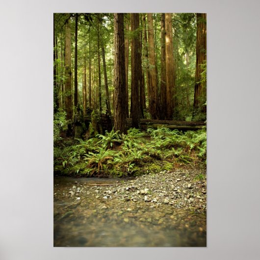 Redwood Forest Glen Poster (Vorne)
