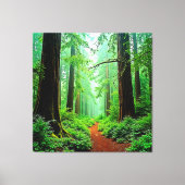 Redwood Forest Mistle Tranquility Design Leinwanddruck (Vorderseite)