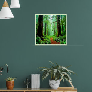 Redwood Forest Mistle Tranquility Design Poster
