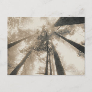 Redwood Forest, Nordkalifornien Postkarte