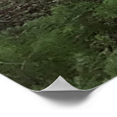 Redwood Forest Poster (Ecke)