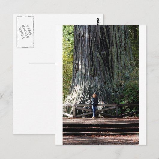 Redwood Forest Postkarte (Vorne/Hinten)