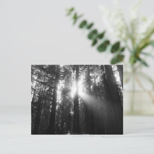 Redwood Forest Postkarte (Stehend Vorderseite)
