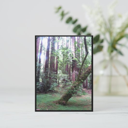 Redwood Forest Postkarte (Stehend Vorderseite)