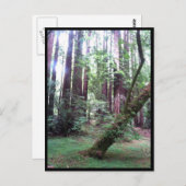 Redwood Forest Postkarte (Vorne/Hinten)