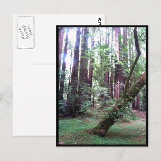 Redwood Forest Postkarte (Vorne/Hinten)