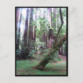 Redwood Forest Postkarte (Vorderseite)