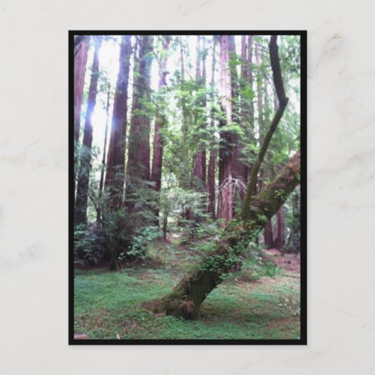 Redwood Forest Postkarte (Vorderseite)