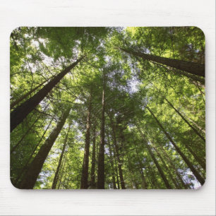 Redwood Forest, Rotorua, Neuseeland 2 Mousepad