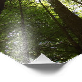 Redwood Forest, Rotorua, Neuseeland Fotodruck (Ecke)