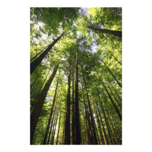 Redwood Forest, Rotorua, Neuseeland Fotodruck