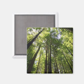 Redwood Forest, Rotorua, Neuseeland Magnet (Vorderseite/Rückseite)