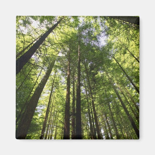 Redwood Forest, Rotorua, Neuseeland Magnet (Vorne)
