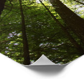 Redwood Forest, Rotorua, Neuseeland Poster (Ecke)