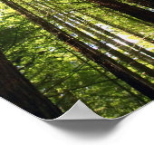 Redwood Forest, Rotorua, Neuseeland Poster (Ecke)