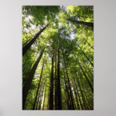 Redwood Forest, Rotorua, Neuseeland Poster (Vorne)