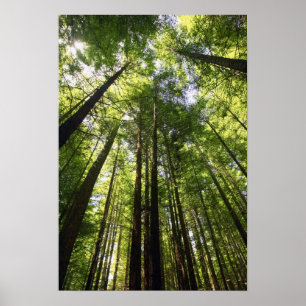 Redwood Forest, Rotorua, Neuseeland Poster