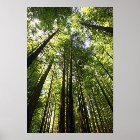 Redwood Forest, Rotorua, Neuseeland Poster (Vorne)