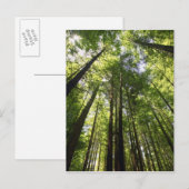 Redwood Forest, Rotorua, Neuseeland Postkarte (Vorne/Hinten)