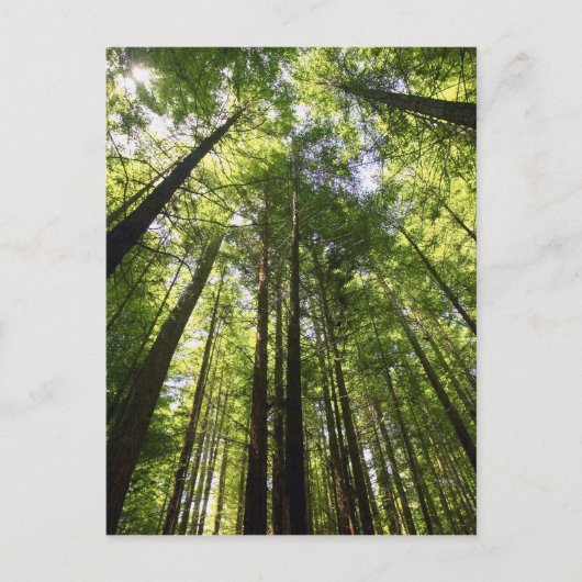 Redwood Forest, Rotorua, Neuseeland Postkarte (Vorderseite)