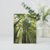 Redwood Forest, Rotorua, Neuseeland Postkarte (Stehend Vorderseite)