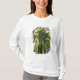 Redwood Forest, Rotorua, Neuseeland T-Shirt