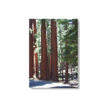 Redwood Forest Sequoia Tree Wall Art