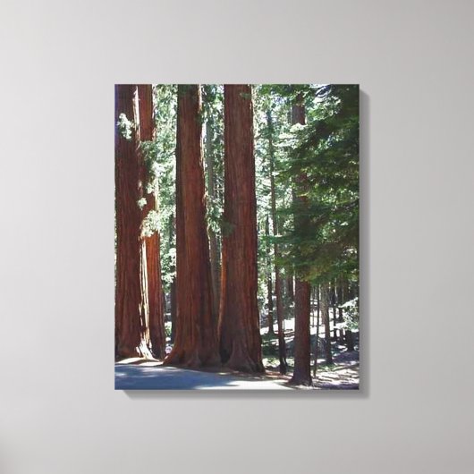 Redwood Forest Sequoia Tree Wall Art Leinwanddruck (Vorderseite)
