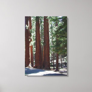 Redwood Forest Sequoia Tree Wall Art Leinwanddruck