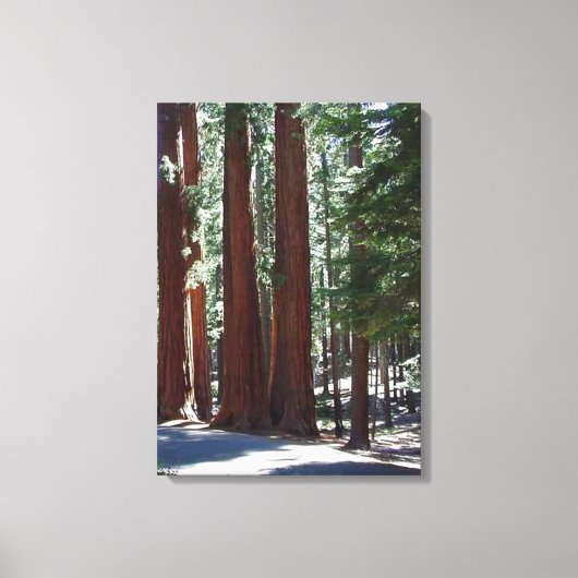 Redwood Forest Sequoia Tree Wall Art Leinwanddruck (Vorderseite)