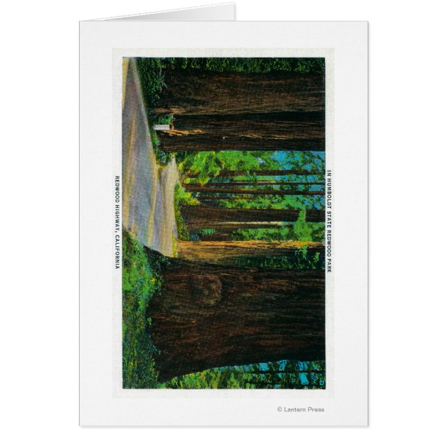 Redwood Highway in Humboldt Staat Redwood Park (Vorne)