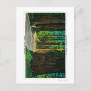 Redwood Highway in Humboldt Staat Redwood Park Postkarte