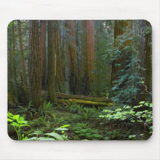 Redwood in Muir Woods National Park Mousepad (Vorne)