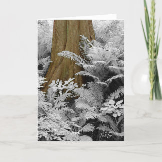 Redwood & Infrared Ferns notecard Dankeskarte